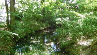 下賀茂神社の表参道を囲む自然豊かな森