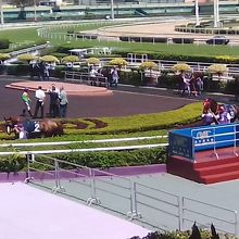 パドックの風景です