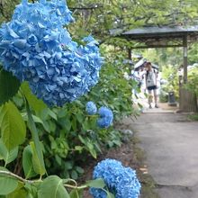 あじさい寺 資福寺 今年はちょっと早め もう咲き始めてました 仙台 宮城県 の旅行記 ブログ By こあひるさん フォートラベル