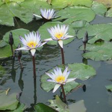 池に蓮があります