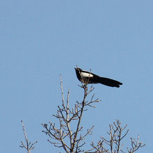 昌徳宮で見たカササギ