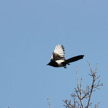 昌徳宮で見たカササギ 