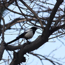 昌徳宮で見たカササギ 