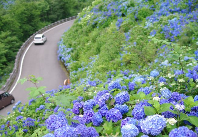 一面に紫陽花が咲く絶景が見られます