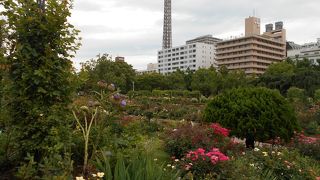 氷川丸と対になっている陸の風景のシンボル