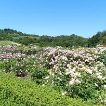 広い敷地にたくさんのバラが咲き誇っていました