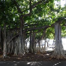 樹根 とよばれる蔓が垂れ下がるバニヤンの木は気持ち悪かった By Funny Hermit アラモアナ ビーチパークのクチコミ フォートラベル