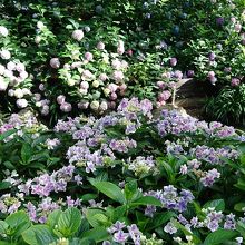 紫陽花