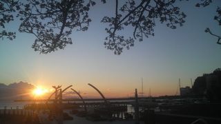 朝日に染まるヨットや熱海桜が見事でした