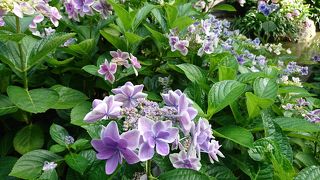 綺麗な紫陽花が見れます
