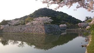 花見におすすめ