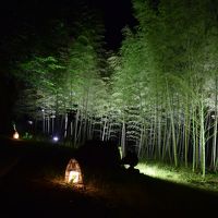 夜になると竹林のライトアップがキレイ