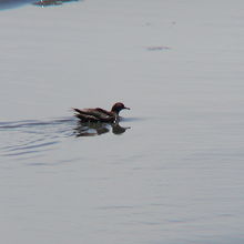 ハシボソミズナギドリ