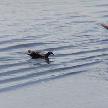 ハシボソミズナギドリ