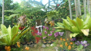 マレーシアの国花