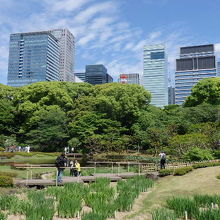 オフィスビルと青空と緑