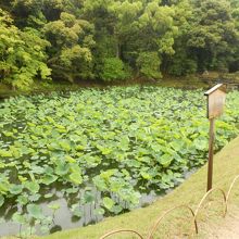岡山後楽園内の花葉の池　2017/5末現在