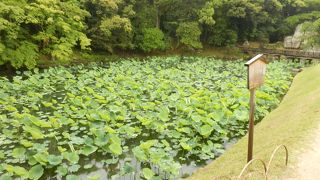 藩主の居間とされていた延養亭前の景観を木を際立たせている池