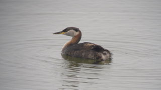 アカエリカイツブリ夏羽を見てきました。
