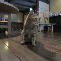 宿の看板猫ちゃん