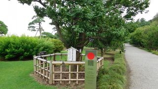 アジサイが咲いていました