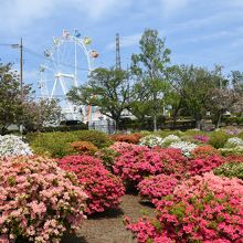 公園内のつつじが美しいです。