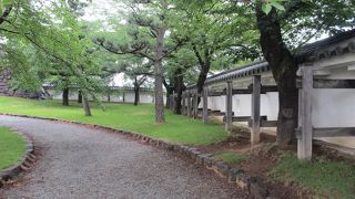 木々が立っています