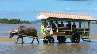 ゆっくりと水牛車で行きました