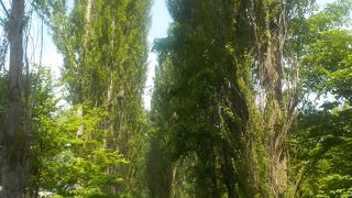 そびえたつポプラ並木