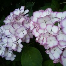 色とりどりのアジサイはとてもきれい