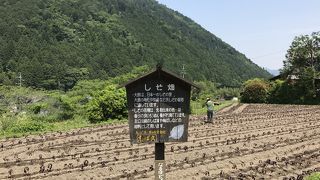 三千院へ続く道