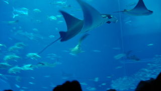 ジンベイザメは迫力があります。