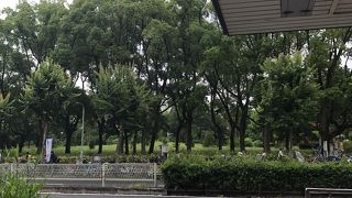 芝生は気持ちいい