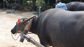 新田観光の水牛車に乗りました