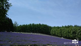 ラベンダーとメロン