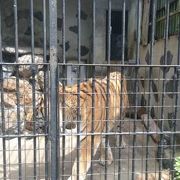 山口県最大の動物園