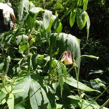 オオヤマオダマキ