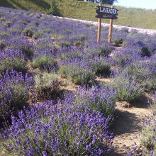 ラベンダー畑