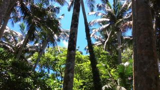 天然記念物だそうです