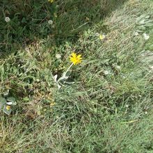 高山植物だらけだがちょっと時期が早くあまり花咲いてない