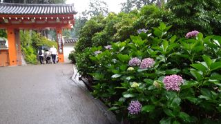 しっとりと紫陽花の世界