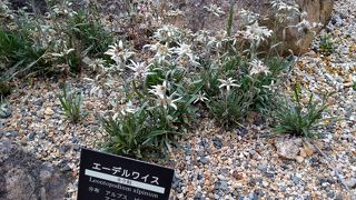 エーデルワイスに会いたくて