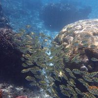 シギラビーチには珊瑚も魚もそして亀さんも住みついています