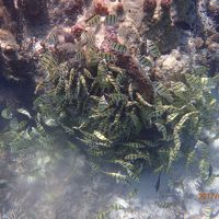 シュノーケルにはこんなシーンにも出逢えます