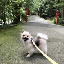 真夏でも涼しい境内。