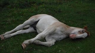 寒立馬に癒される