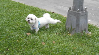 林森公園　誰でも参加できる「讃美操」に今回も参加。