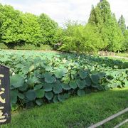 2000年も前の「古代蓮」の花が見られます