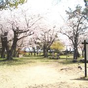 桜綺麗でした