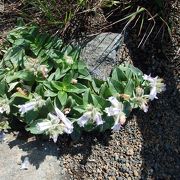 さすが秋田駒ヶ岳は花の百名山